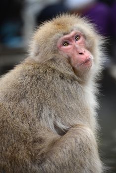 snow monkey with thick fur