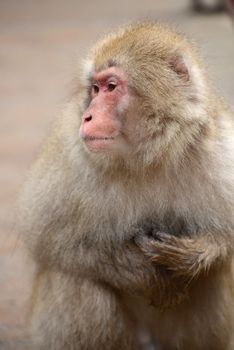 snow monkey with thick fur