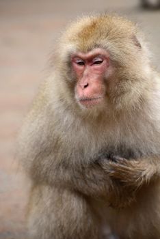 snow monkey with thick fur