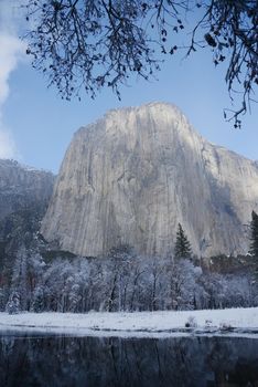 Snow covered tree in yosemite with el capitan