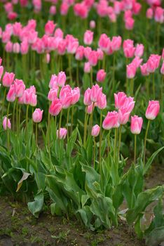 pink tulip field in washington