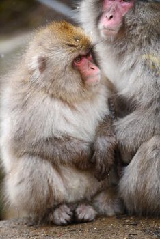 snow monkey with thick fur