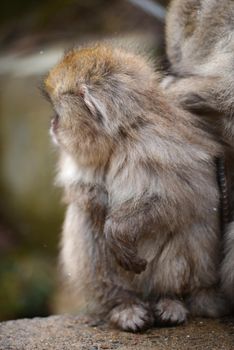 snow monkey with thick fur