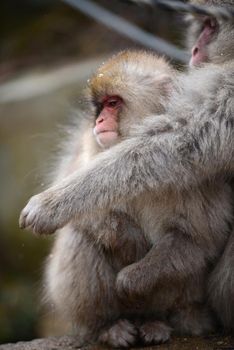 snow monkey with thick fur