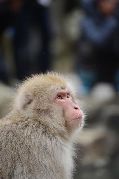 snow monkey with thick fur