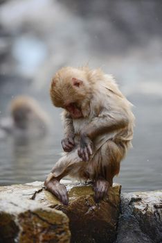 snow monkey with hot springs in nagano japan