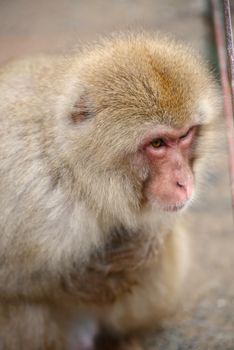 snow monkey with thick fur