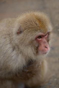 snow monkey with thick fur