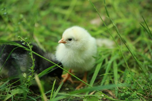 A little young chicken chick sits in the grass