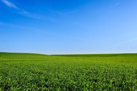 Green Field of wheat, blue sky and sun, white clouds. wonderland