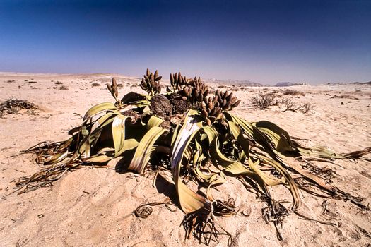 the welwitschia mirabilis, one of the most long-lived plants in the world, namib naukluft park, erongo, namibia, africa