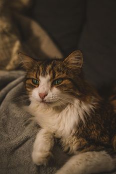 Portrait of a cat with green eyes. High quality photo