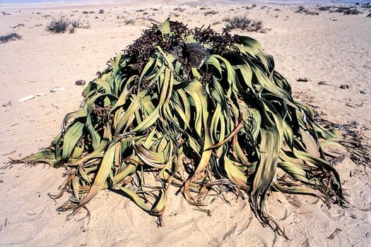 the welwitschia mirabilis, one of the most long-lived plants in the world, namib naukluft park, erongo, namibia, africa