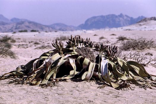 the welwitschia mirabilis, one of the most long-lived plants in the world, namib naukluft park, erongo, namibia, africa