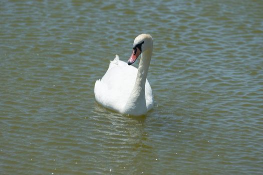 White swans on the water surface of lake Sasyk-Sivash in Yevpatoria. Attraction and beauty of nature of the Crimea.