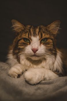 Portrait of a cat with green eyes. High quality photo