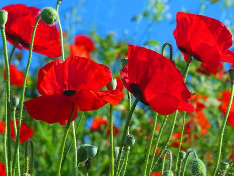 Fire red poppy flowers on a field in summer