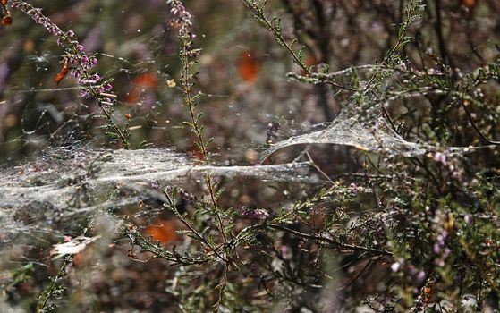The heather is full of spiderwebs. It's autumn. Location: Springendal, the Netherlands