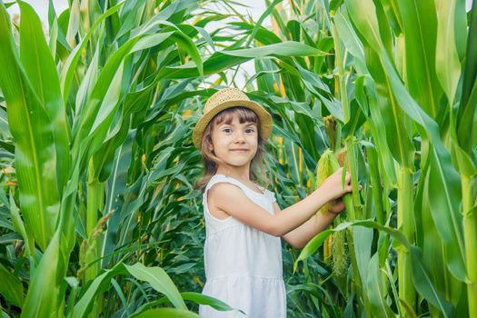 child in the field of corn. a small farmer. selective focus.