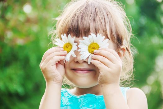 the girl is holding chamomile flowers in her hands. Selective focus. nature.