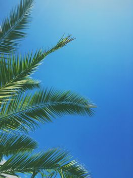 Tropical nature, vintage backdrop and summer vacation concept - Palm tree leaves and the sky, summertime travel background