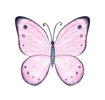 Watercolor pink butterfly isolated on white background
