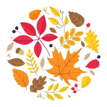 Round composition of different autumn leaves isolated on white background. Vector illustration.