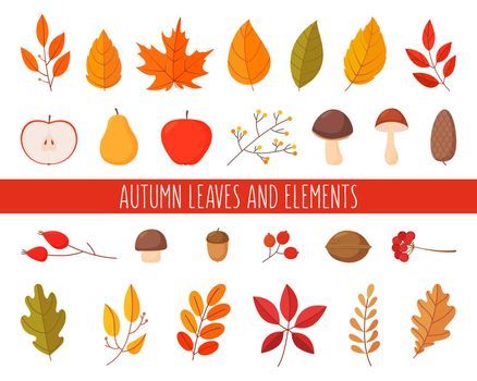 Set of autumn leaves and elements. Simple cartoon flat style. Vector illustration isolated on white background.