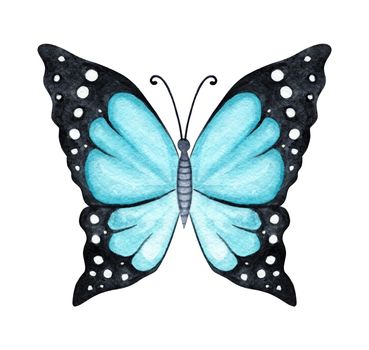 Watercolor blue butterfly isolated on white background