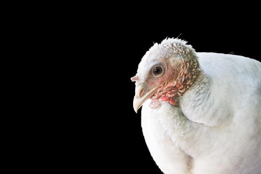 white turkey isolated on black , holidays, fiesta