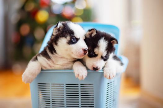 Cute siberian husky puppies climb out from a blue pet carrier. Husky puppy.