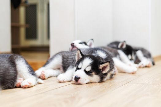 Cute Siberian Husky puppies lying on warm floor indoors. Puppy dogs laying the floor and having rest