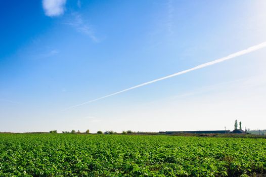 Green Field of wheat, blue sky and sun, white clouds. wonderland