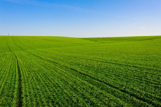 Green Field of wheat, blue sky and sun, white clouds. wonderland