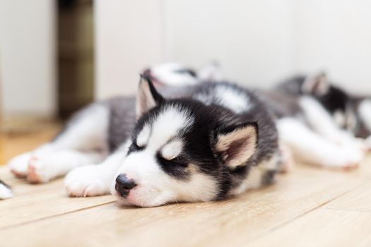 Cute Siberian Husky puppies lying on warm floor indoors. Puppy dogs laying the floor and having rest