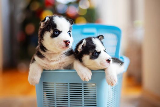 Cute siberian husky puppies climb out from a blue pet carrier. Husky puppy.