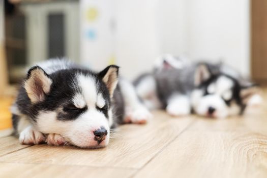 Cute Siberian Husky puppies lying on warm floor indoors. Puppy dogs laying the floor and having rest