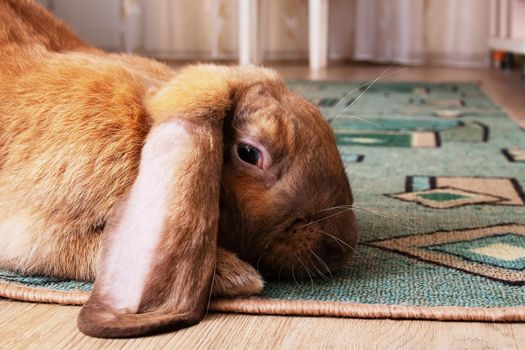 Cute red house rabbit in the room close up