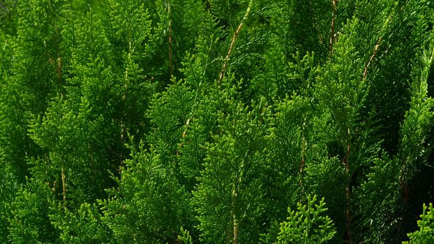 Coniferous leaves of thuja, green background of leaves. High quality photo