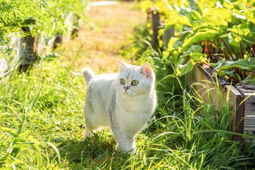Charming white purebred cat, walking nearby a bed with green beet leaves, in summer, on a sunny day