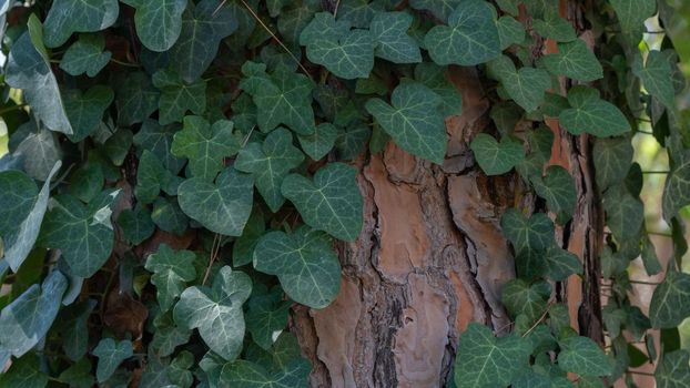 Climbing plant wraps around the trunk of the tree, the background of the tree and the leaves. High quality photo