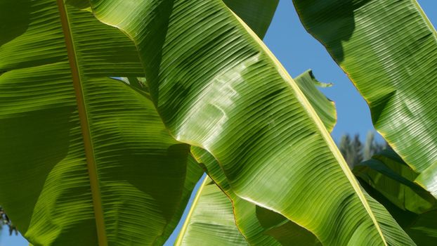 Large banana palm leaves, background. High quality photo