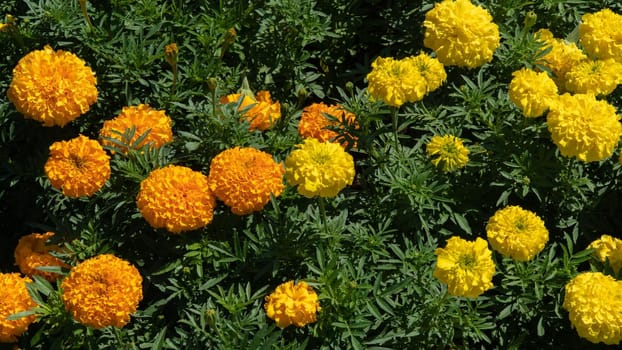 Yellow and orange flowers - marigolds, floral background. High quality photo