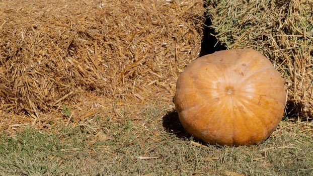 Round pumpkin on the background of a haystack, autumn harvest, background. High quality photo