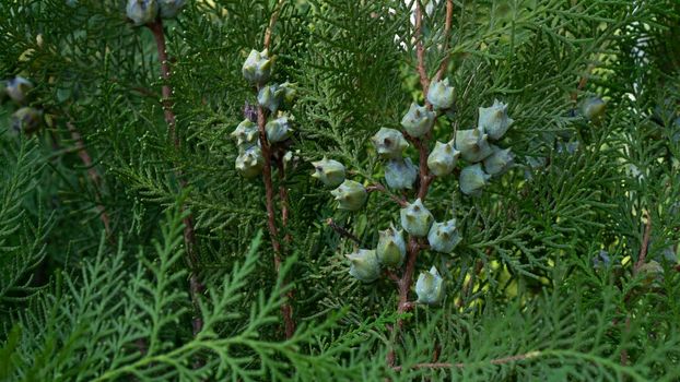 Leaves and fruits of coniferous thuja from the cypress family. High quality photo