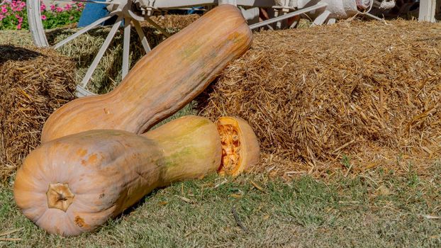 Long elongated pumpkin in the hay on the background of a wheel from a cart, autumn harvest. High quality photo