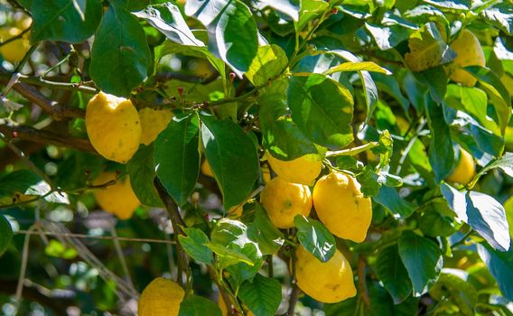 Lemon tree in Positano, Italy