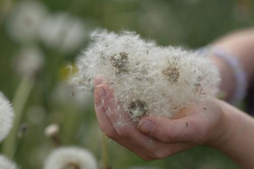 children's hands palms hold in their hands the blooming heads of white dandelion flowers on a blurry background of a . High quality photo