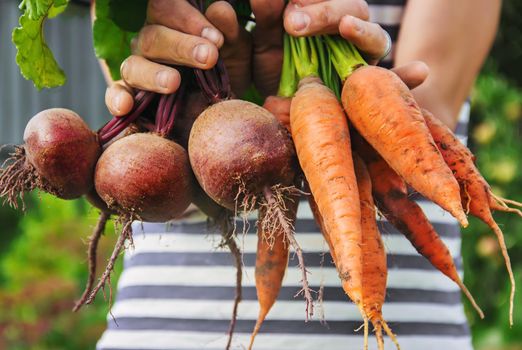 organic homemade vegetables in the hands of men.