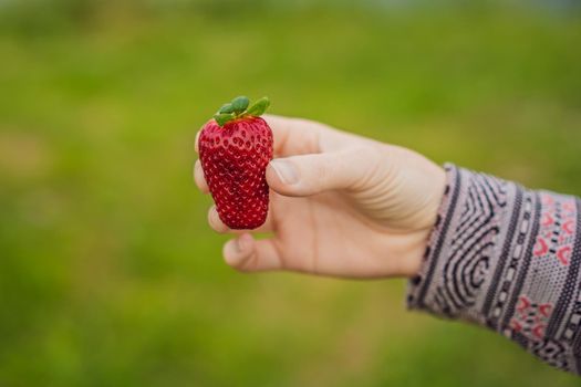 Young attractive woman eating a strawberry, outdoors.